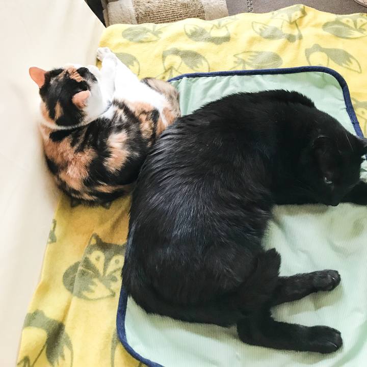 34c8e9a4 65ba 4646 91b3 4d4c09309027