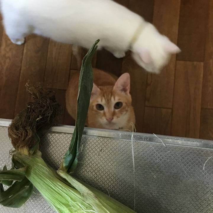 34c9f88d 0603 48b1 80b8 d00ba14a391c