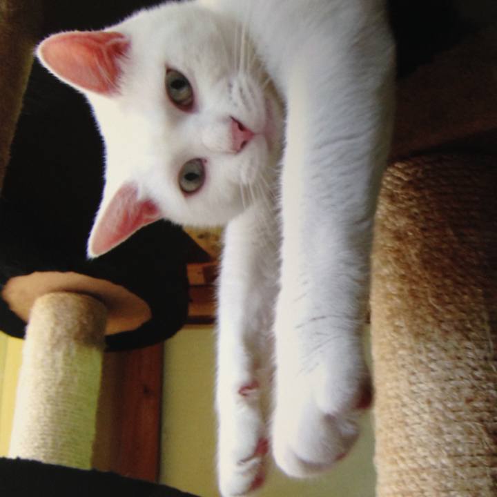 34d32f03 b2ae 4877 83e7 9f3900aaa1dc