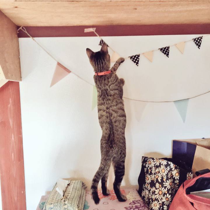 34d742e2 b16d 41f8 8f0f afa0bc0a4e5b