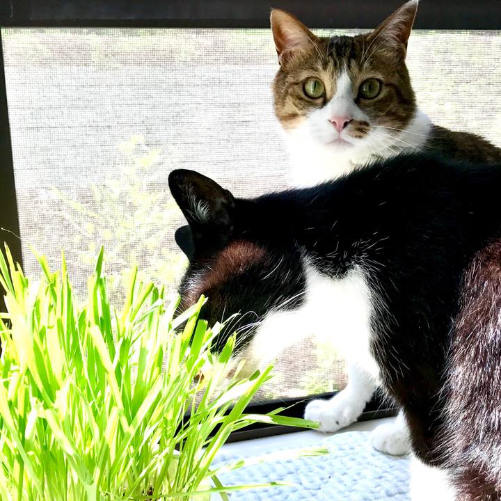 351804ea 14ae 480b a545 b772fcf51f50