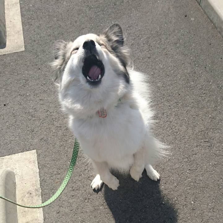 3518b226 0036 4091 83af 747f39920f18