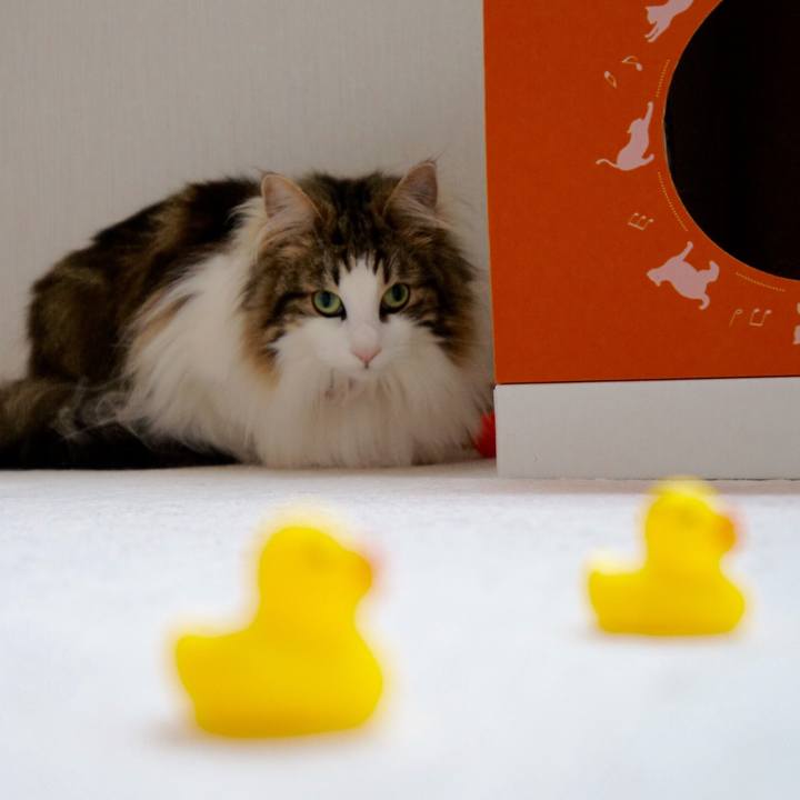 351a5059 96bc 4a0e 8fe4 c7ae176a5849