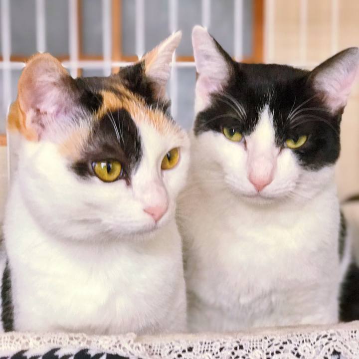 351cfa08 3357 483f 983a 3432c9202fa5