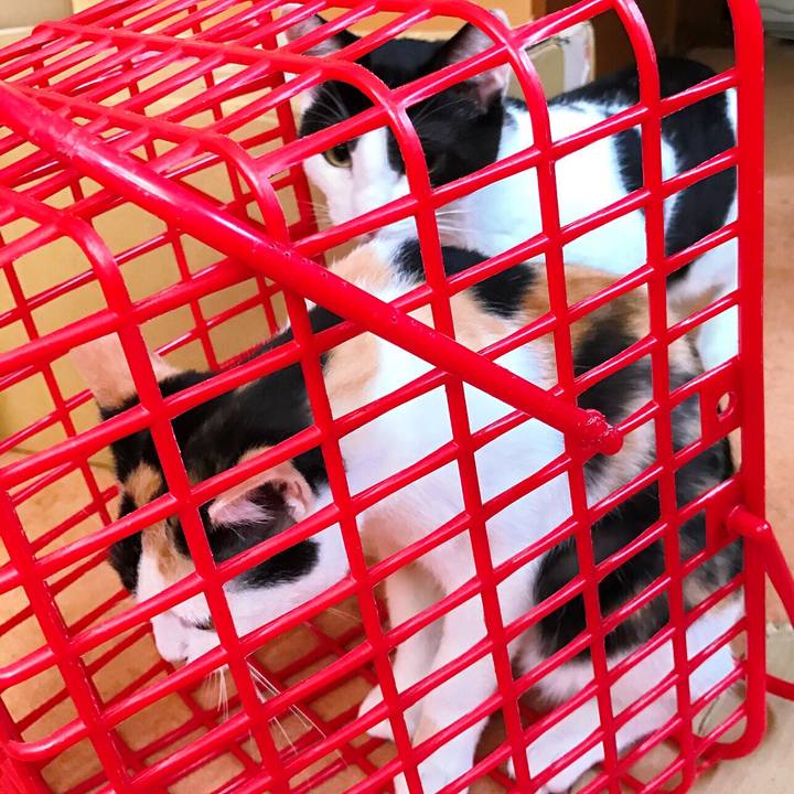 3533afe0 e5b9 4a02 9850 45b2385ae3f4