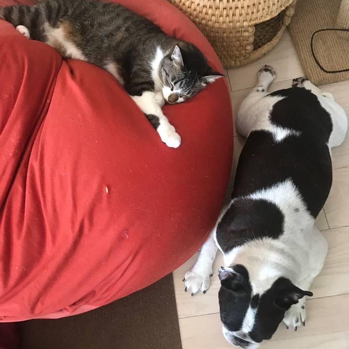 354da1bf c8fe 44c3 81d9 6e3aed5ba87a