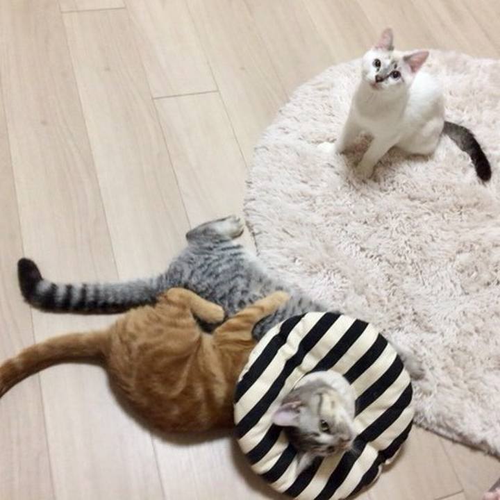 3563d033 9291 4252 a898 87950867870f