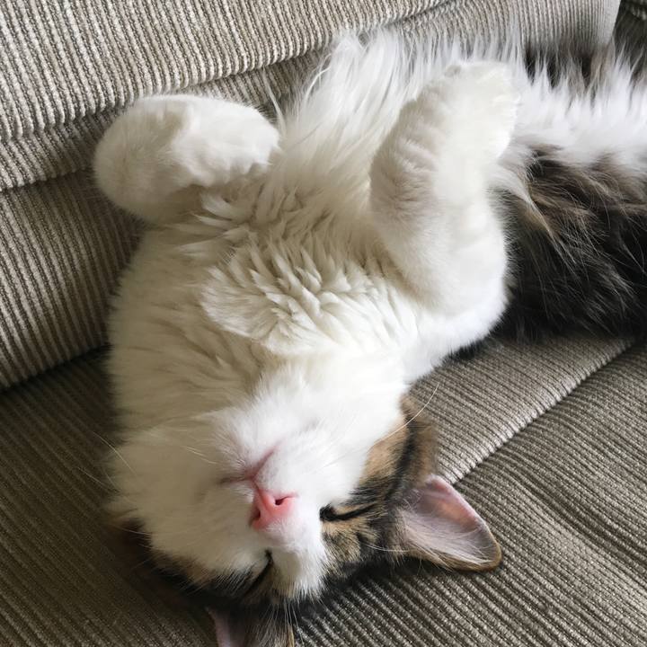 357a1ee1 0ce4 4a8e ab52 6d74f09c2ff1