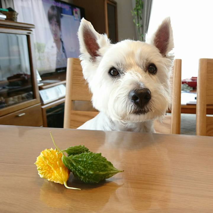 35c2b86a 0cd5 49cc 9163 9caf4d95bcfc