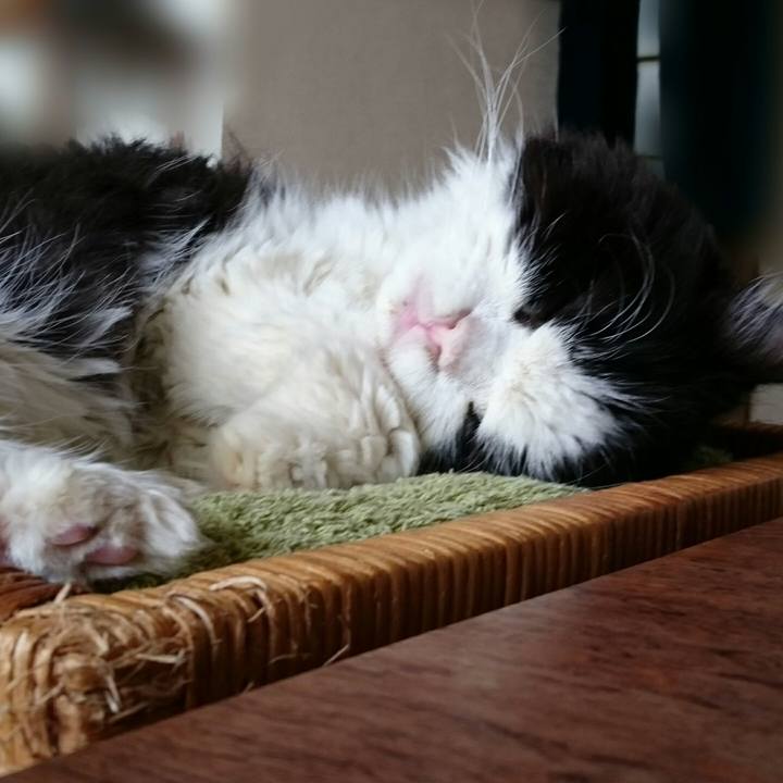 35c836cd 1454 44e4 bd42 5954ea569869