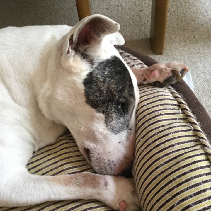 35c9b18a c668 421b a0fe 9b10a207331e