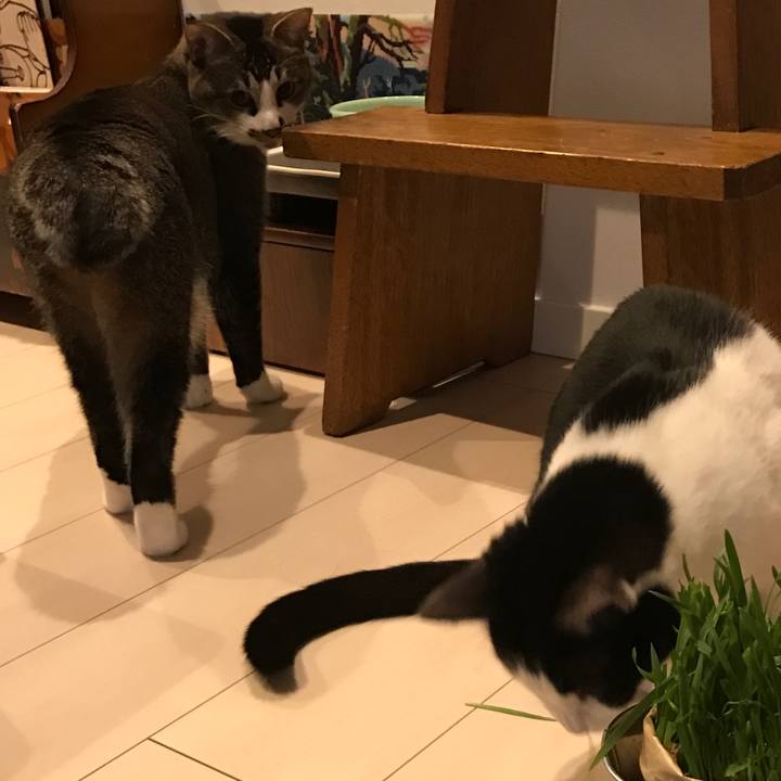 35d2b0fb a50d 4006 8185 6785c9c8ad26