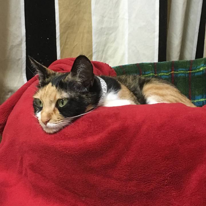 35d4e7b7 22cb 40b4 87e2 01724253e8c5