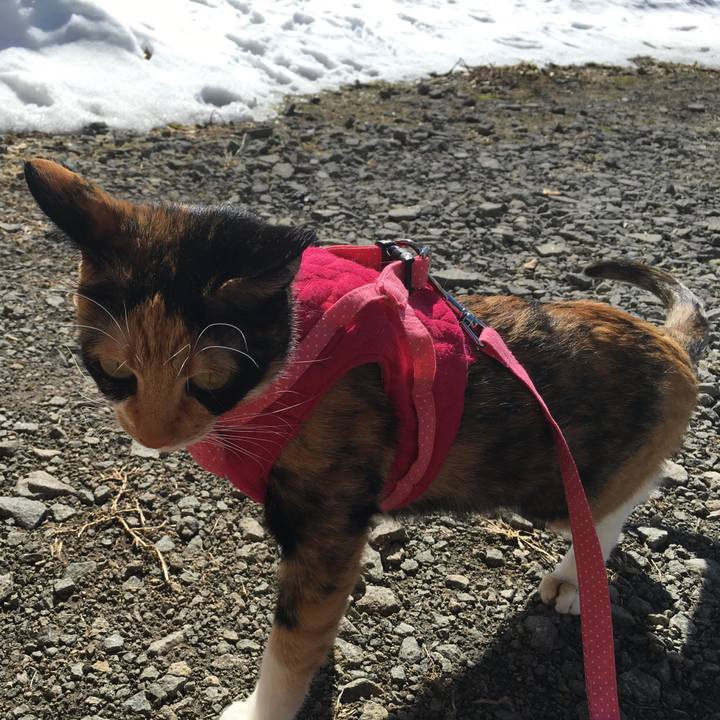 35e1bc60 a0dc 475e 9425 1baf1c10ad32