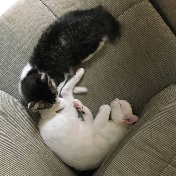 35ed63b0 da3e 4423 a4c8 2525efd203aa