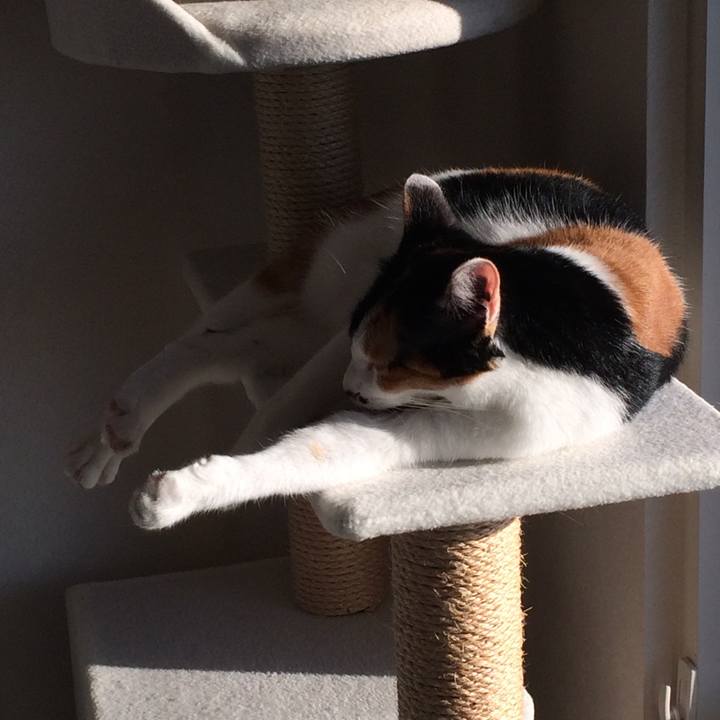 35fc50c7 ae87 49ca 9c1d a0cf289129e0