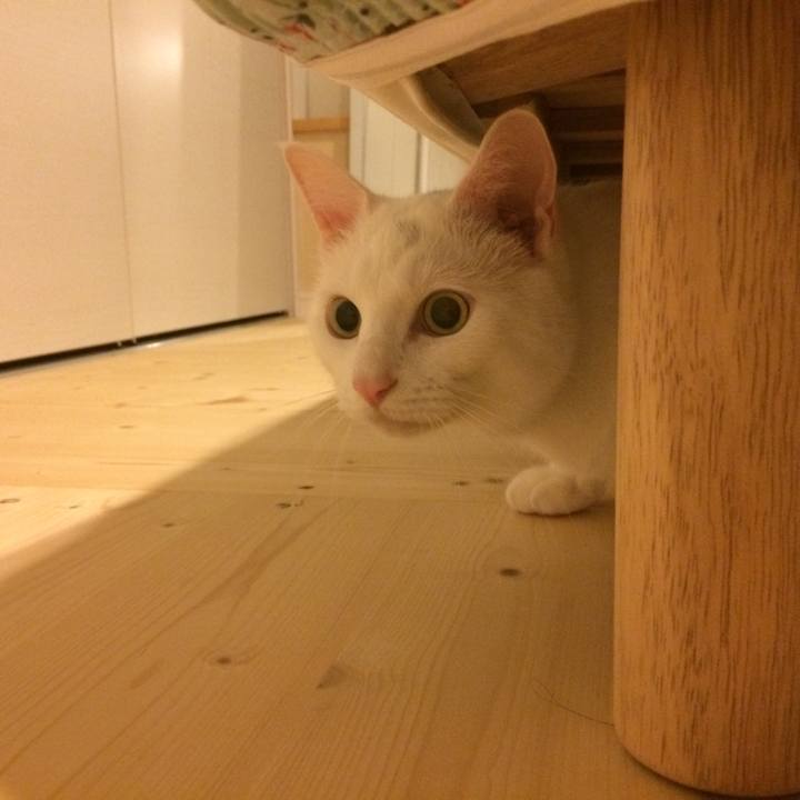 360f4ea7 aca0 460a aa84 fee87b487cdc