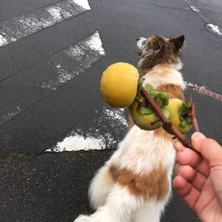 36145cda 8c19 40d6 947d c6e02b6d96d6