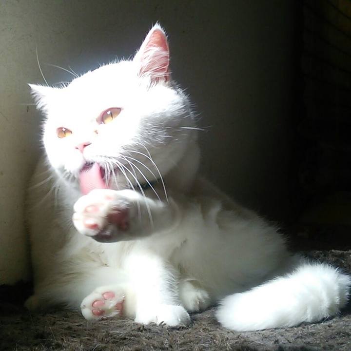 362af16c 5222 4c6d 905e 910a2ab46e04