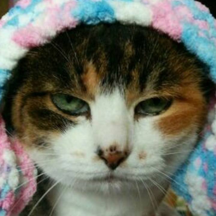 363cf568 4a3b 4c38 9f32 2f576ee58d39