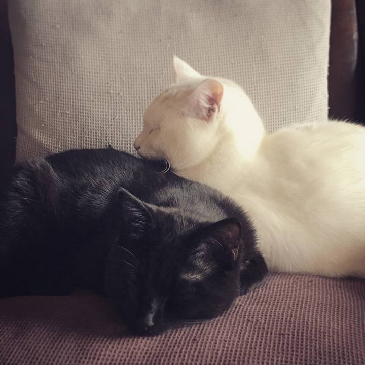 366b0847 ebcc 4658 a8dc 82b00d28f8c7