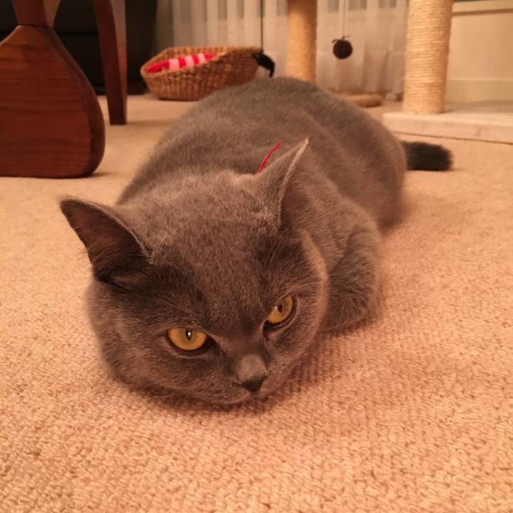 3677c03c 986e 4fc3 990a 75e27a429b0c