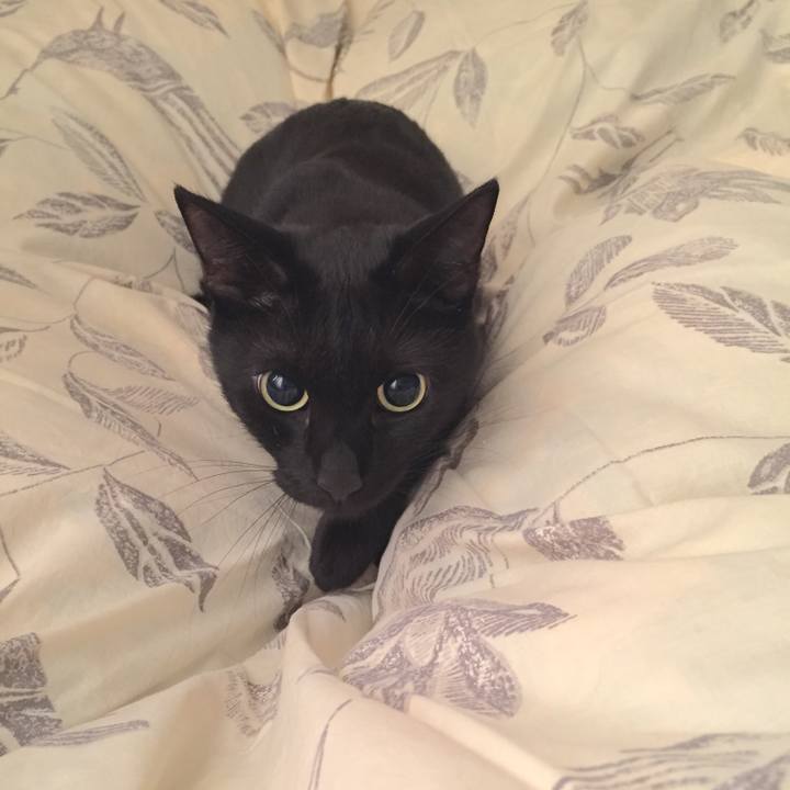 3678fabd 4d9a 46f8 8bae 2e90a3ebc300