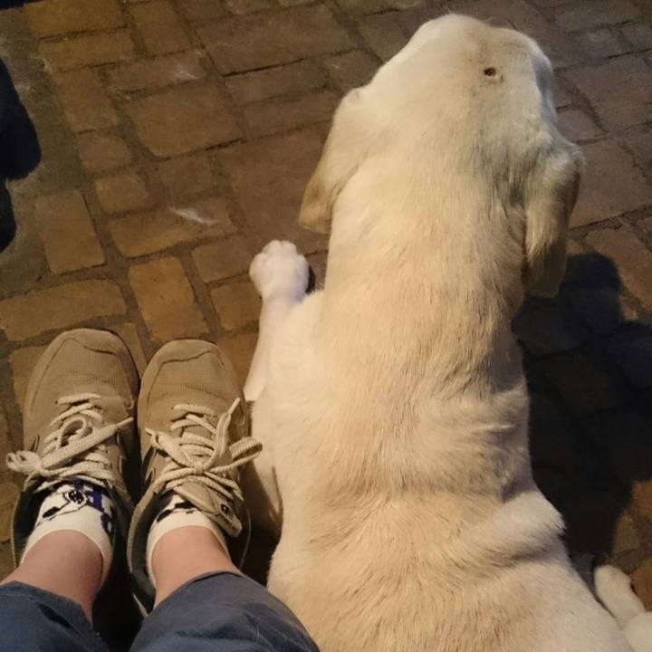 367e2ae8 8150 4dc7 99f0 a3d3a8772a03