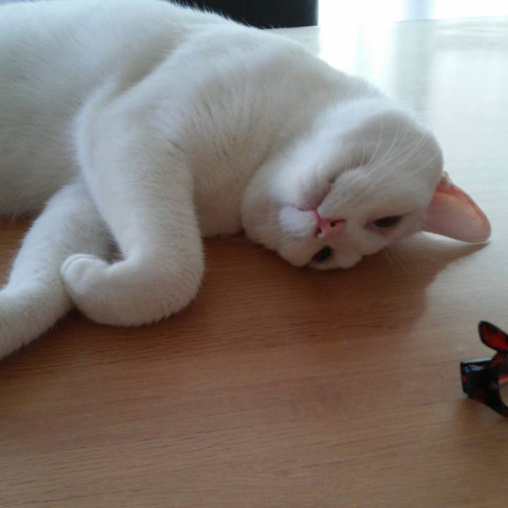 3681da8f 139d 4f7e 9fd1 238168fb28e3