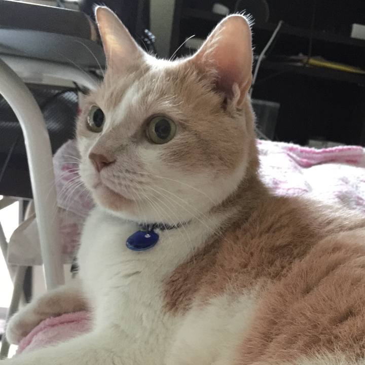 3683b132 0927 4cca aa94 1feaac760d86