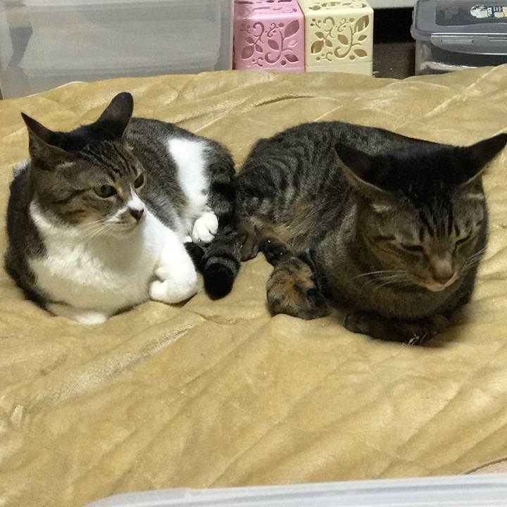 3688446d b3b4 427a 937a c294ea86523d