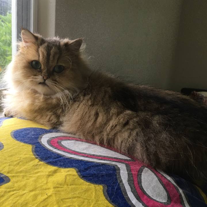 3688a2c2 71fe 4215 99fc b36535053283