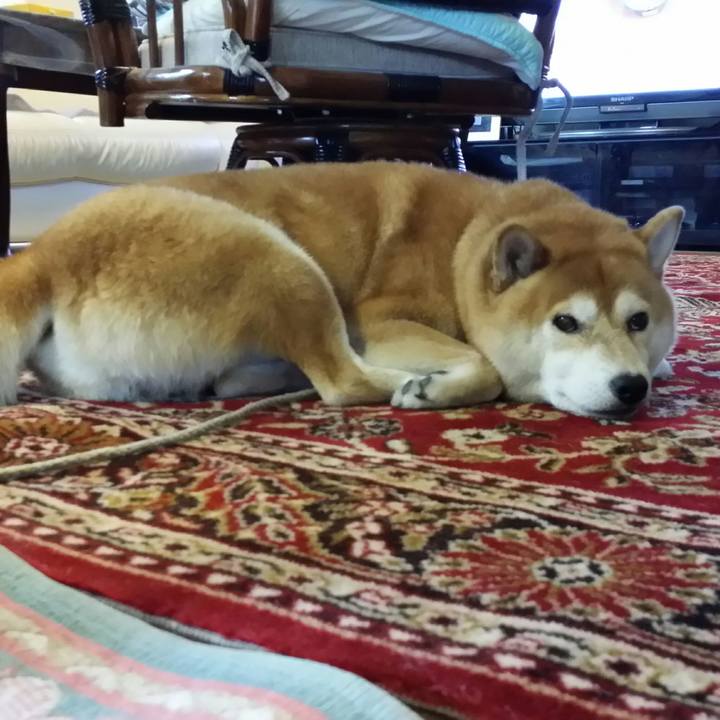 36984da5 039a 48cb 89f6 235a618d5d5c