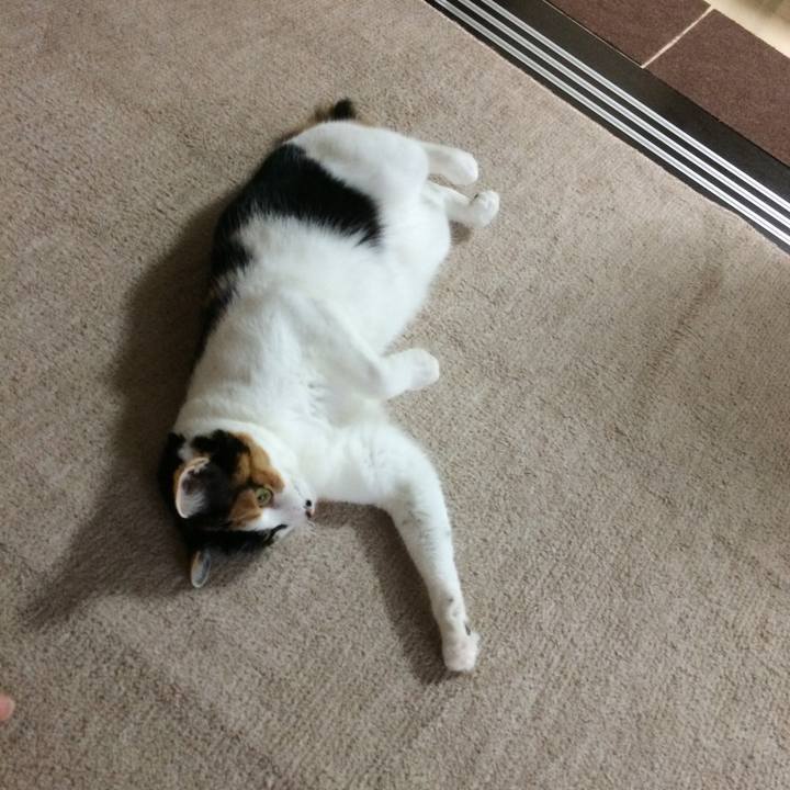 36a02482 b0fd 4431 88bd 0fc0504af463