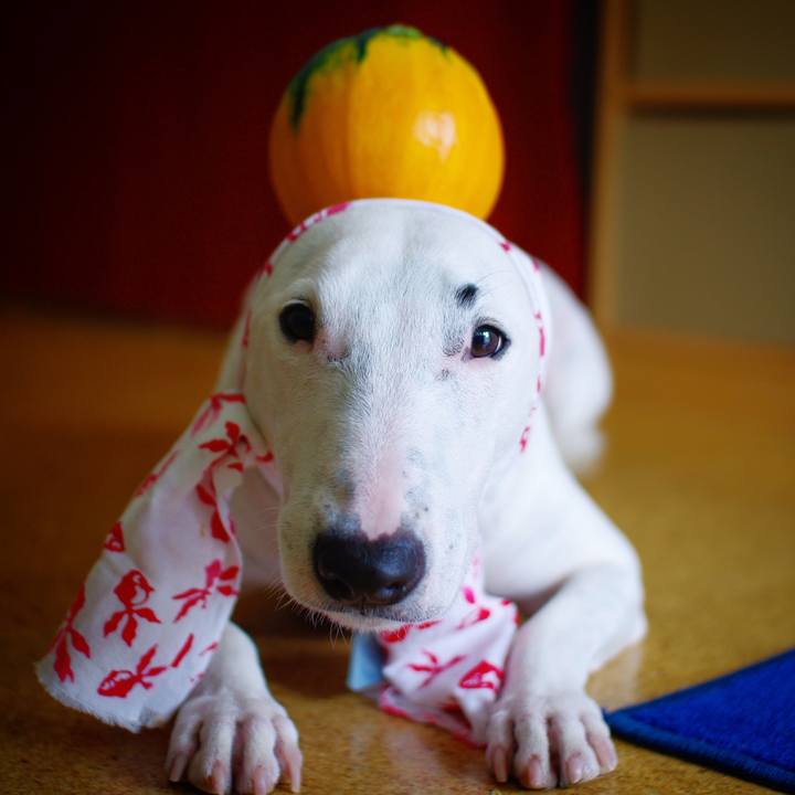 36a11a4a f740 417b beba de440820f0f5