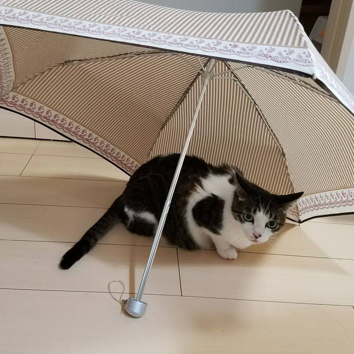 36a60a53 e79a 4815 838f 5d0fd5ce8a5a