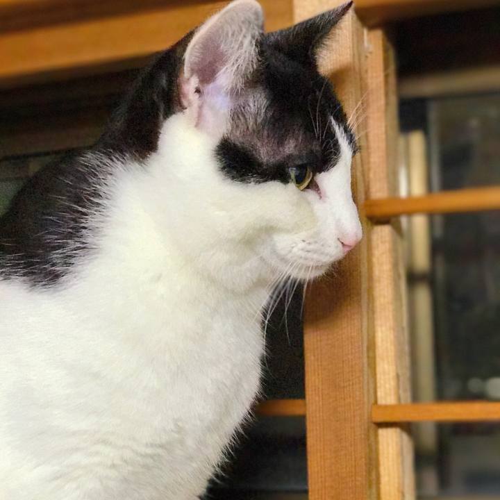 36ba6a9c 0d1b 443a 92e4 1be76c8167f8