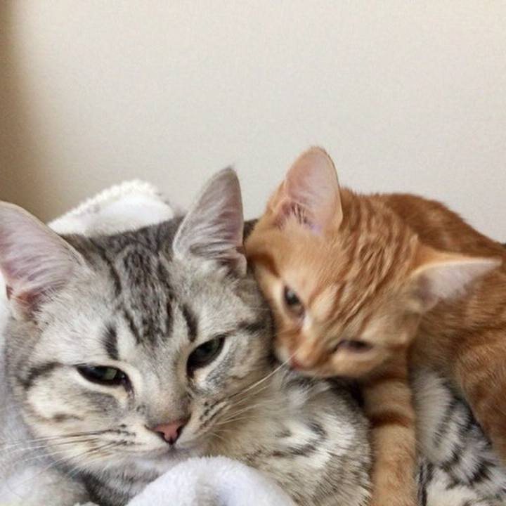 36c51072 7f9a 4970 b10a c31ebfd34f07