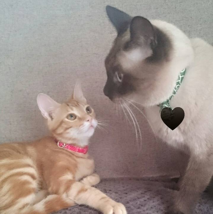 36c9b0a6 5278 415c 8bfc 11d70030f41a