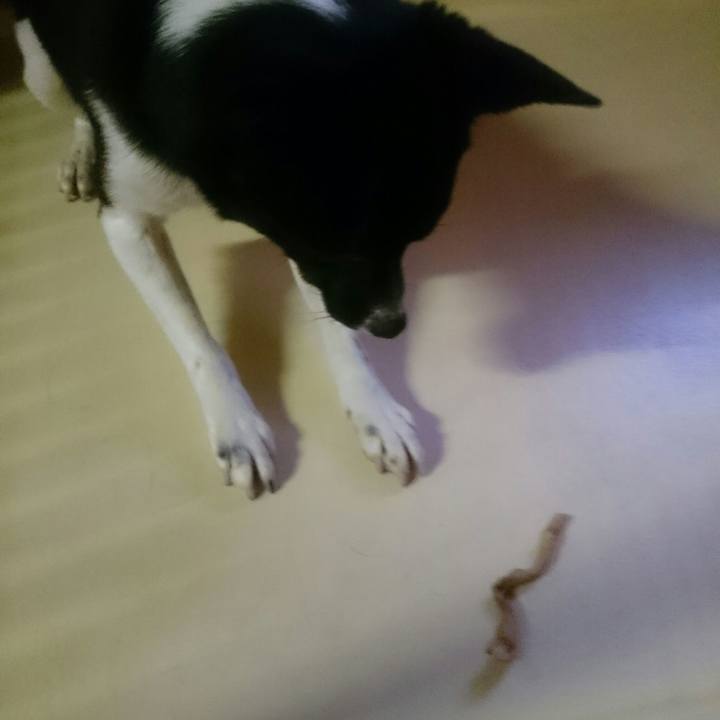 36cc1652 f4ba 4edb b068 caa564b506c1