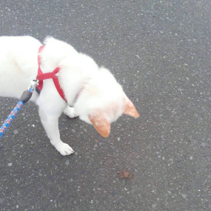 36dc0d1c e7d8 4bb7 88be 08d5be7edc09