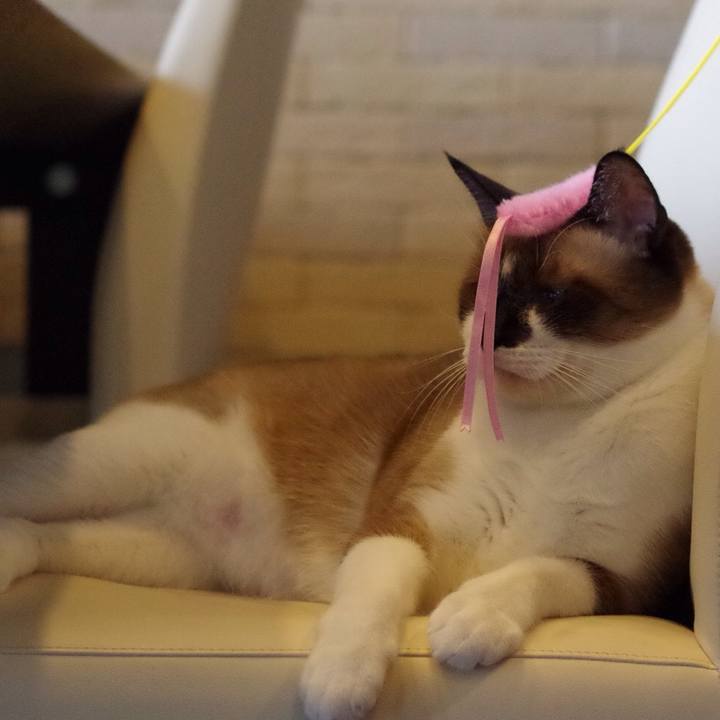 36ec4307 7f0a 45dc a1de afe6820fcd90