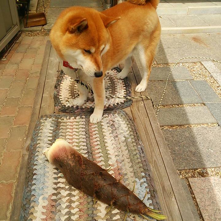 36f169de d7ed 4dc9 8fc1 41d925b1f76e