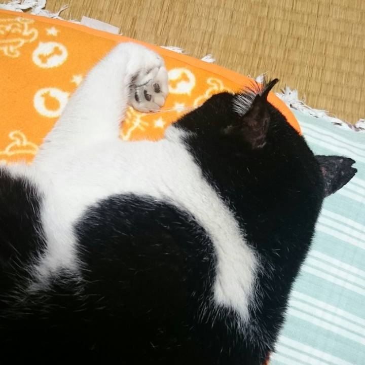 36f55b8b a497 4e32 b26e 69c549d0c20b