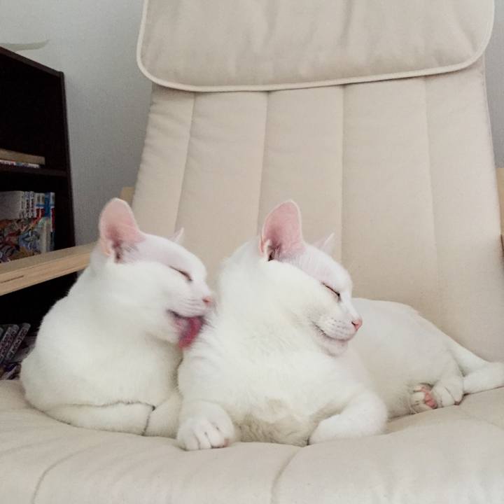 36fa89d4 494c 4da7 97f5 cf38c5cbffff