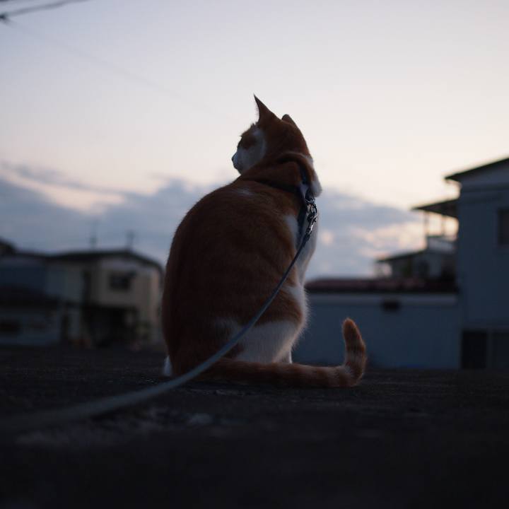 3703007a e58c 4dee abaa 87edd83115bc