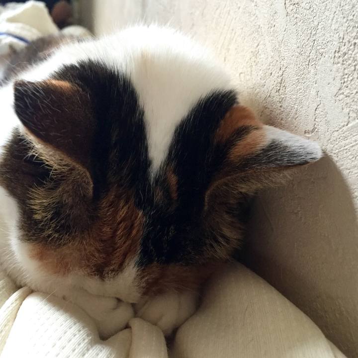 370fe8f6 079e 49c2 b446 8d890585afe5