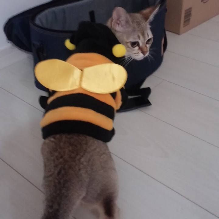 3713665a 0748 4ecc bca1 9df908a17592