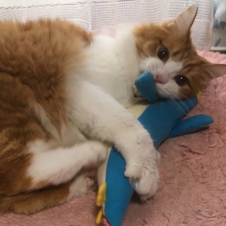 3713668a 6d82 4f32 9d54 d3312a12c4a0