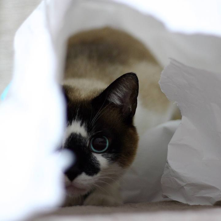 371d9c30 9227 4ac8 b758 6811c19f2733